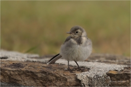 <p>KONIPAS BÍLÝ (Motacilla alba) /White wagtail - Bachstelze/</p>